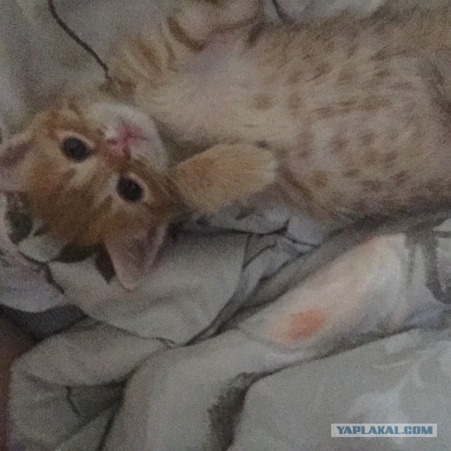 Рыжик из приюта