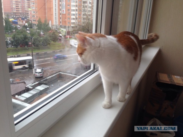 Котовторник
