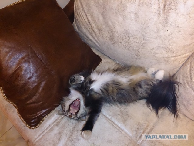 Котовторник наступил!:)