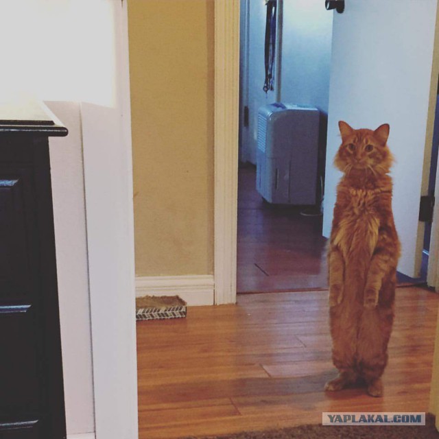 "Реакция моего кота на новую мебель"