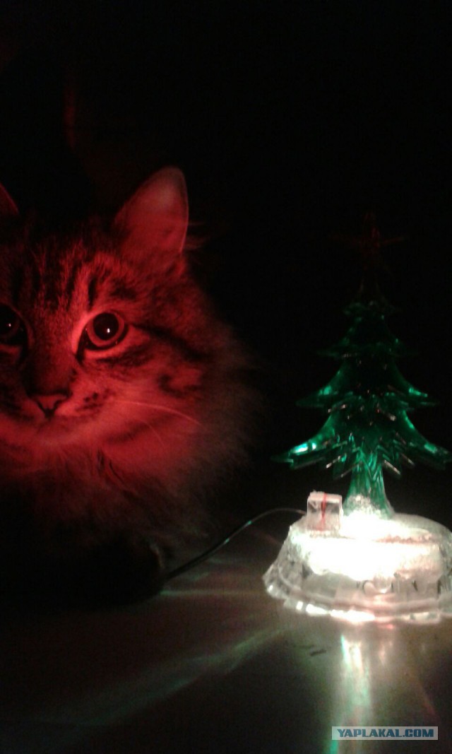 Котооо-о-о-вторник