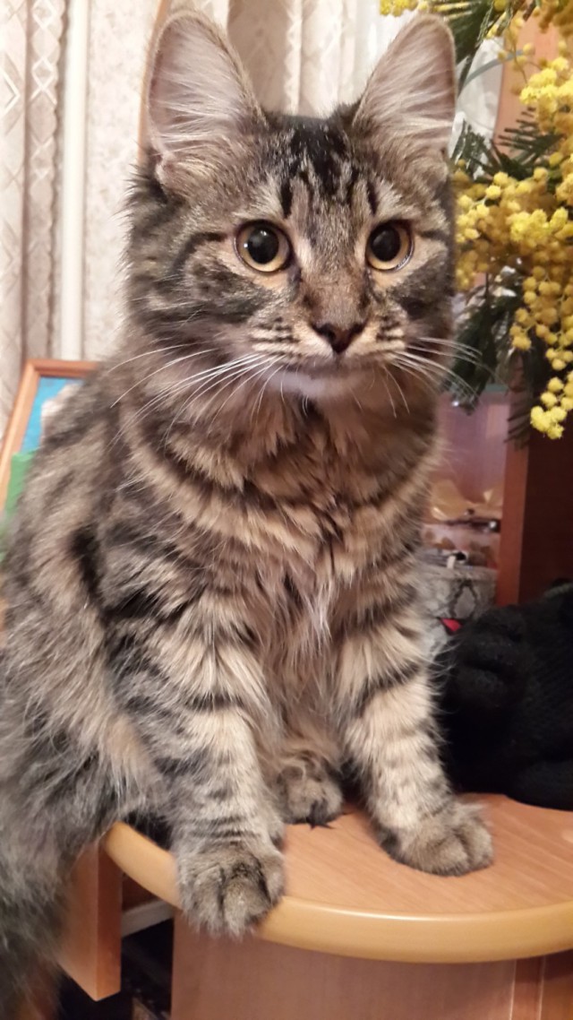 Кошка играет с игрушкой