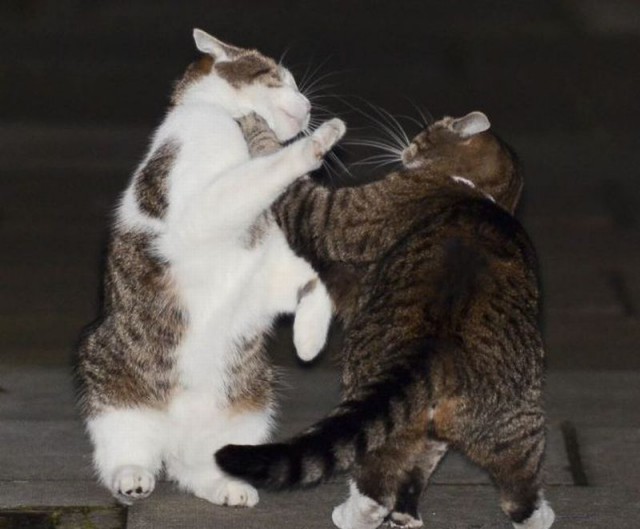 Коты из сети