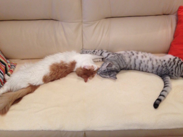 Коты и Кошки