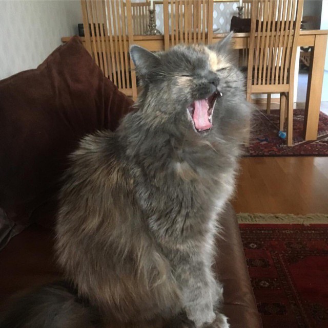 Коты и Кошки