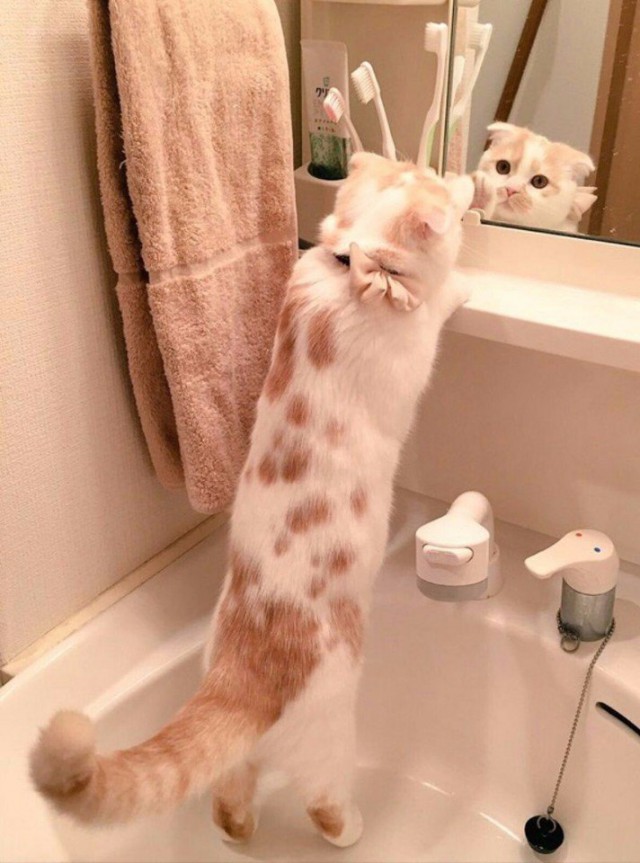Коты и Кошки