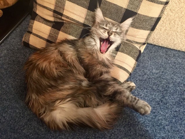 Котовторник 12.12.2017