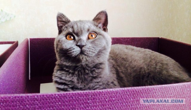 Котовторник!