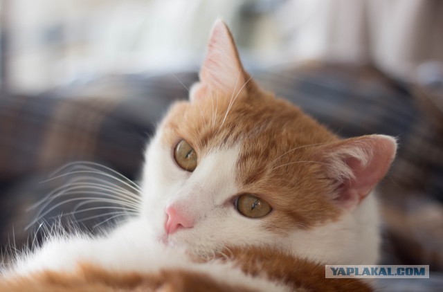 Котовторник 9.01.2018