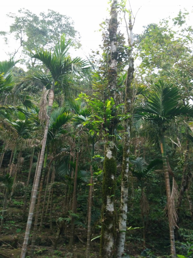 К живым мостам и обратно. Заметки из Индии