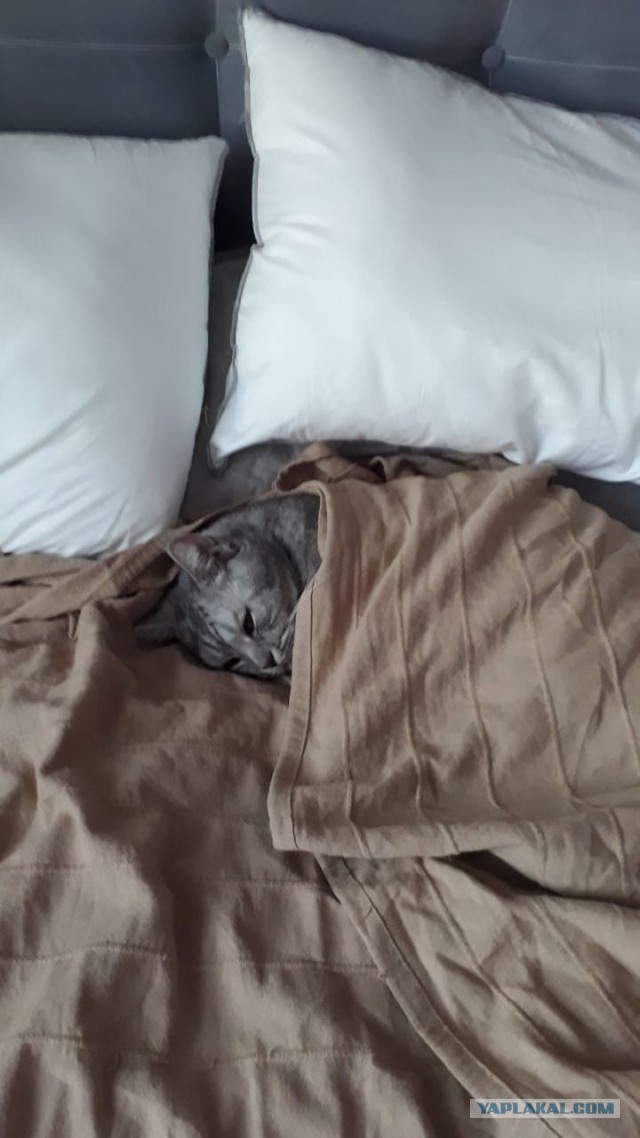 Котовторник 05.06.2018