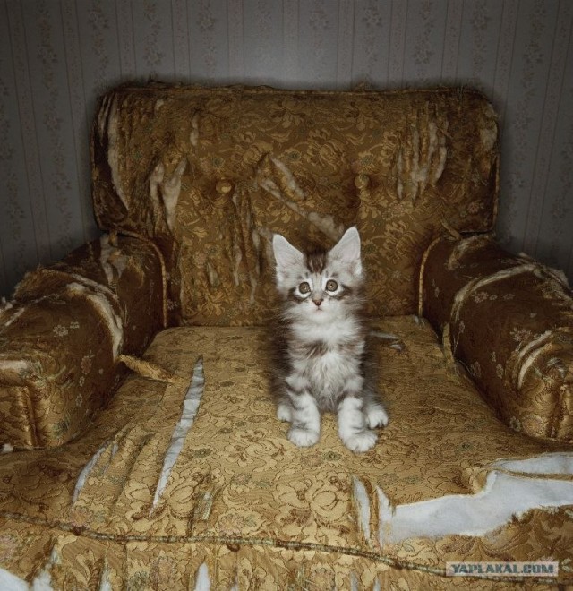 Котовторник на ЯПлакалъ! От числа 09.09.08