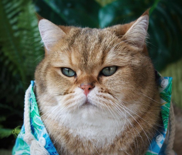 Прикольных котов пост