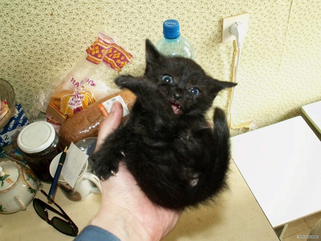 А как же котовторник?