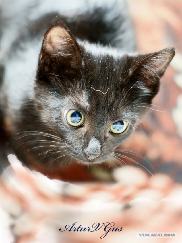 Котовторник на 6 июля