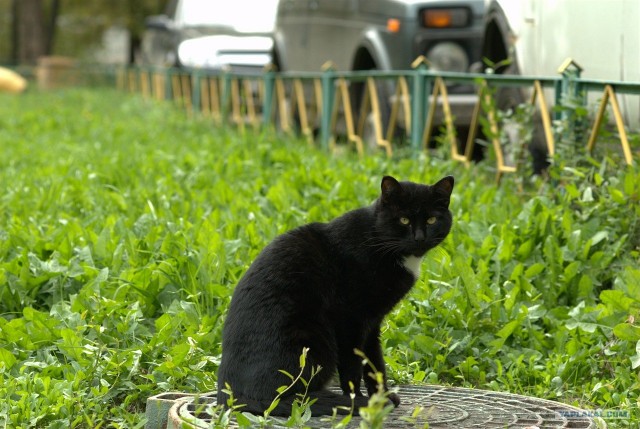 А вот и мы: котятовторник!