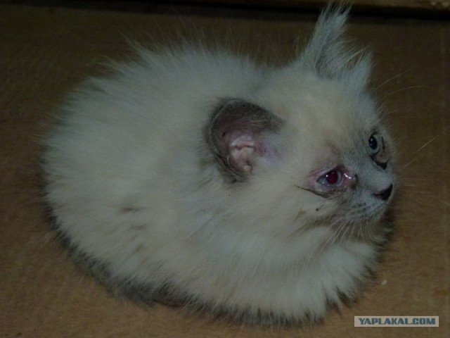 Котейкин вторник! Космический 12.04!