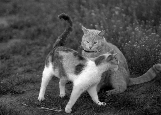 Котовторник