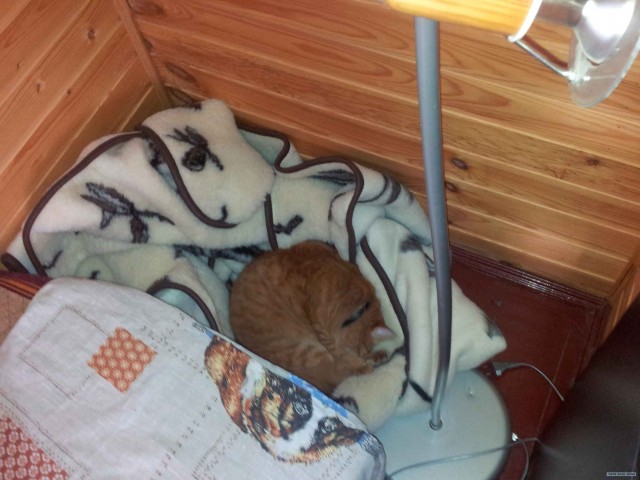 Сонный Котовторник
