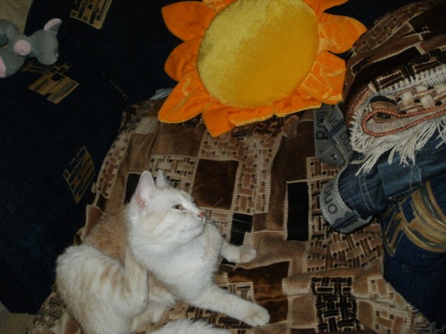 Котовторник 1.11.11