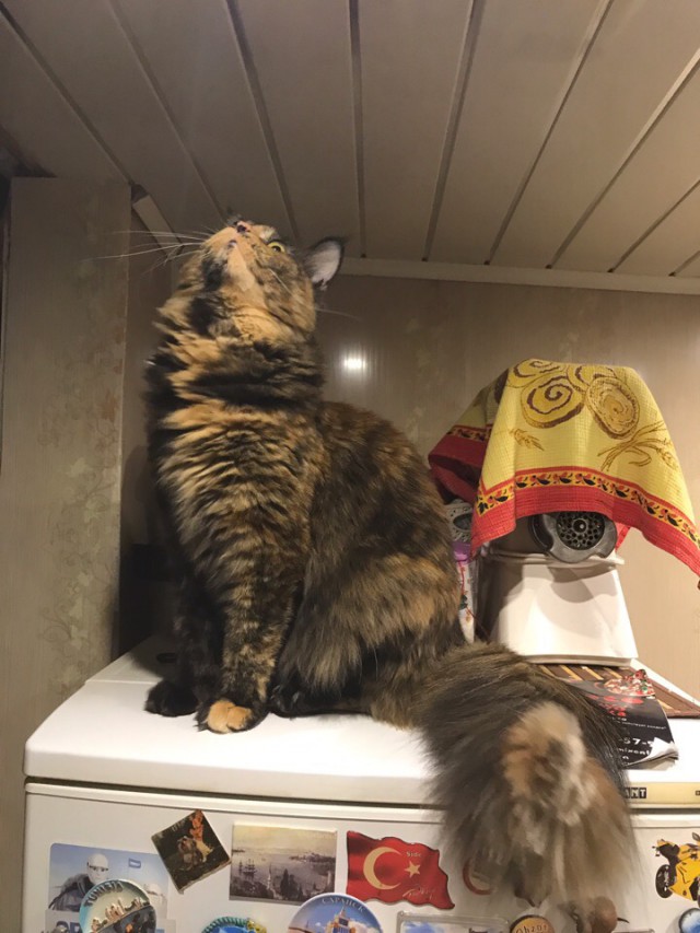 Немного милоты
