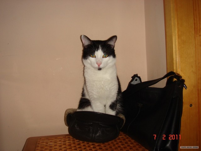КОТОВТОРНИК (6.03.2012)