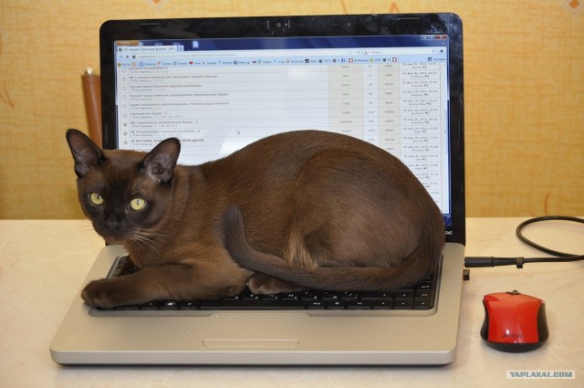 Котовторник 10.04.2012