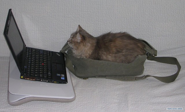 Котенок, колесо и второе рождение