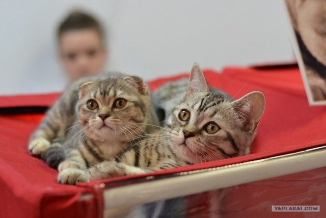 Котовторник   5.06.2012