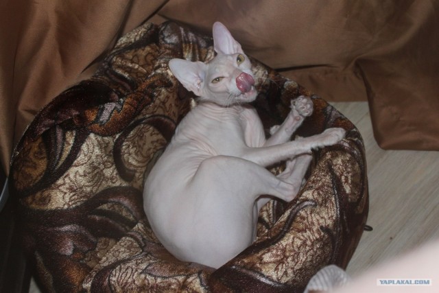 Котовторник  19.06.2012