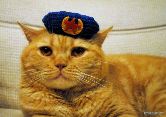 Котовторник  17.07.2012