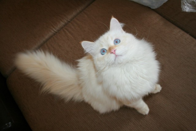 Котовторник  4.09.12