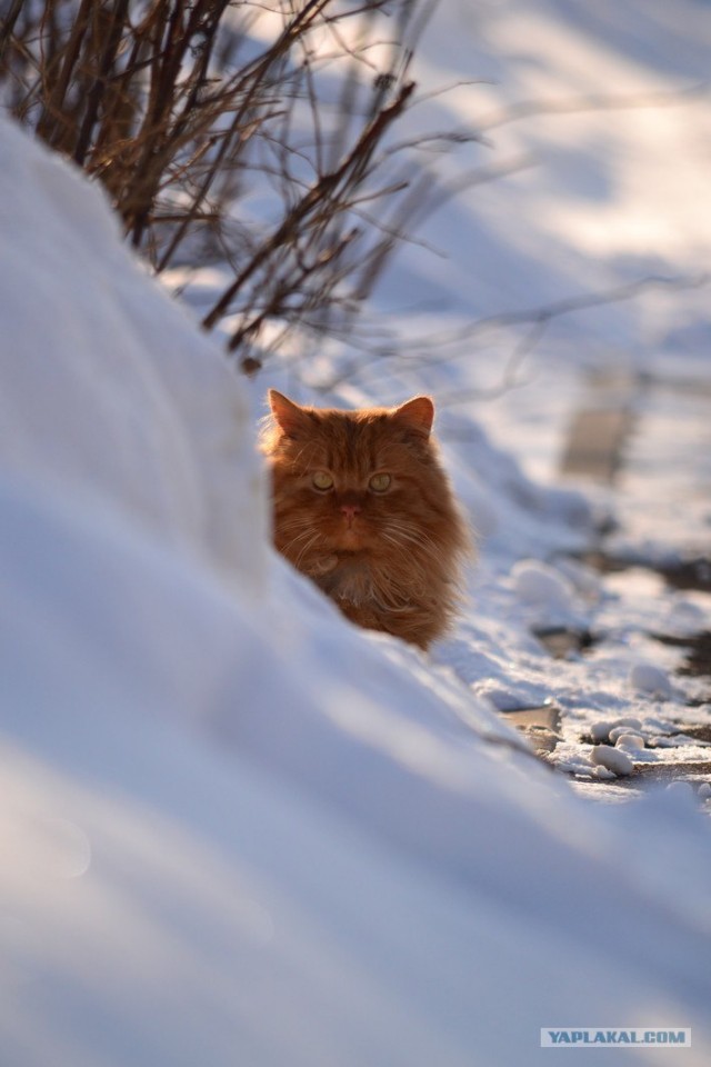 Новогодний Котовторник 01.01.2013