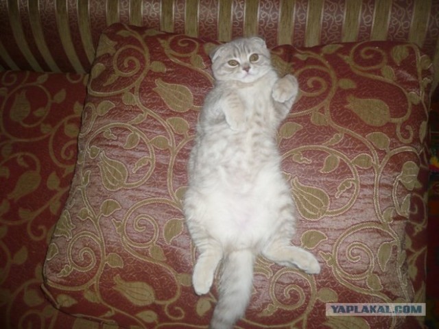 Котовторник 19.02.2013