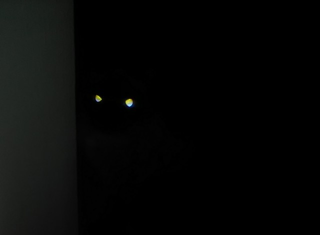 Давайте по котикам, которые с нами на самоизоляции