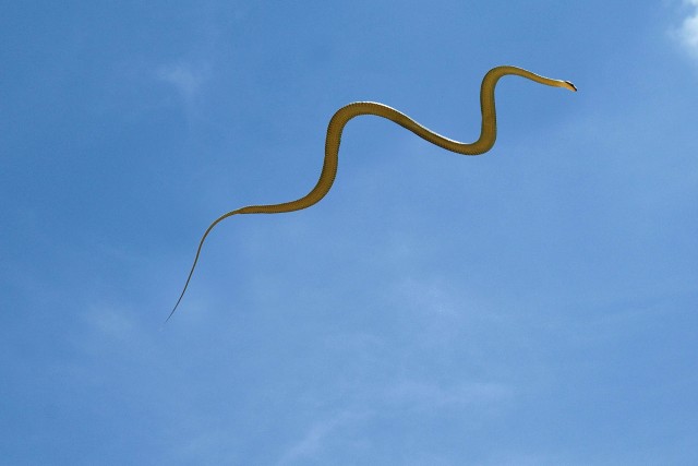 Чешуйчатые фрисби: ученые выяснили, как тропические змеи умудряются летать на 20 метров