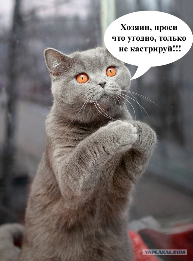 Чесна, чесна, хозяин, это не я ...
