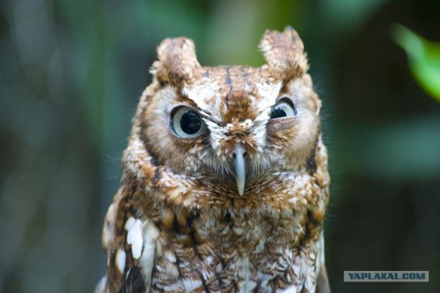 Таксидермия + наркомания