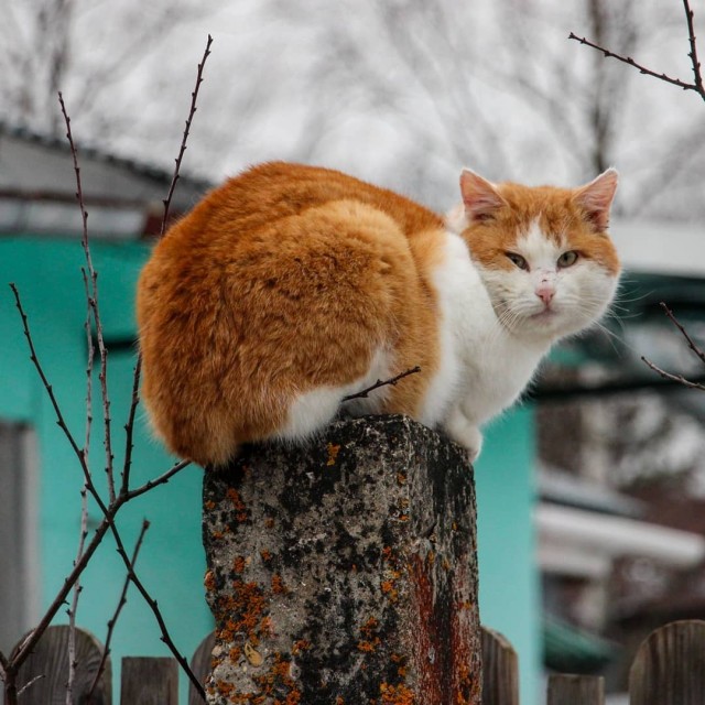 Уличные котаны