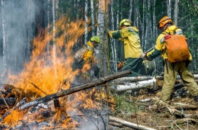 Российские леса постоянно горят, но их биомасса рекордно выросла. Как так вышло и что из этого следует?