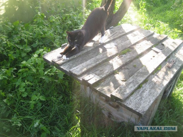 Жизнь домашнего приюта для котеек 358