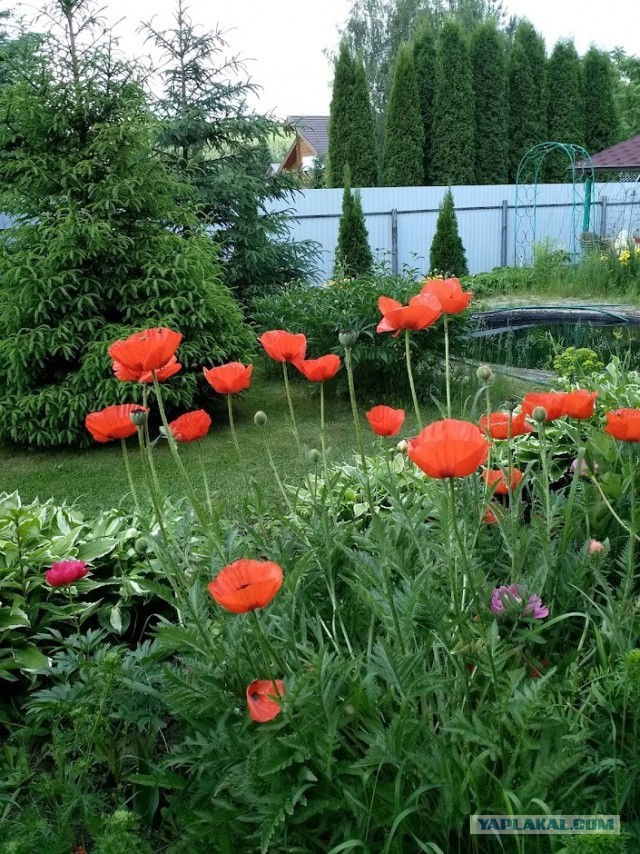 Свежая зелень