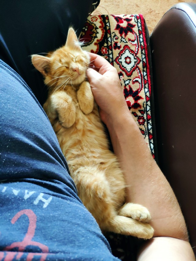 Когда кошка вспоминает своих знакомых