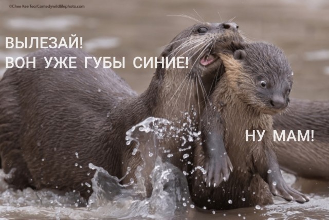 Премия Комедийной фотографии дикой природы-2021 объявила победителей