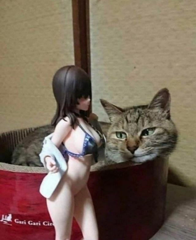 Забавные и милые котейки