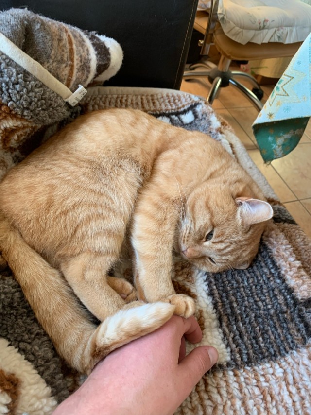 Не буду я ждать котовторника!