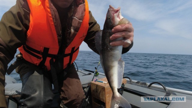 Кунашир. Море. Рыбалка