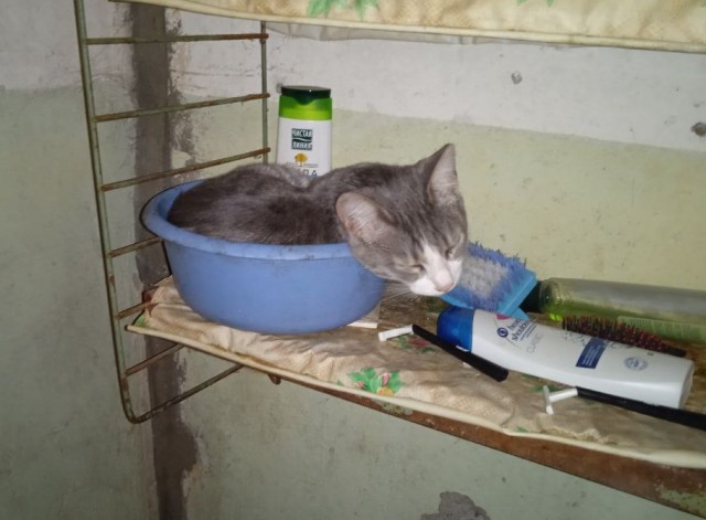 Котовторник 07.06.2022
