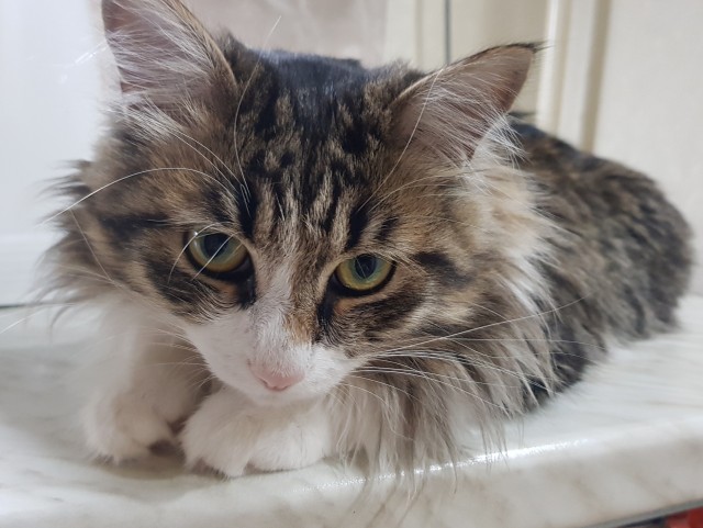 Котовторник. Немного сицилийских котов.