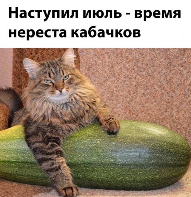 Картинки и мемы - "Жить, как говорится, хорошо..."